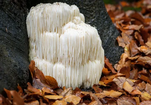 Picture of the benefits of Lion's Mane mushrooms highlighting their cognitive, mental health, immune system, and digestive health benefit