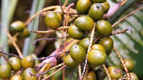 healthy gut love heart Sustainably harvested saw palmetto berries used in Prostasan capsules for prostate health